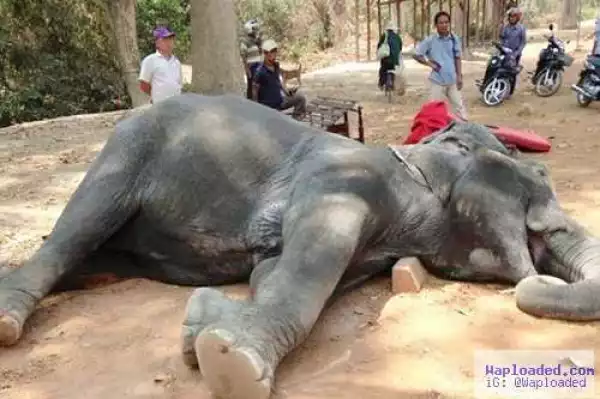 How an Elephant Collapsed and Died of Heart Attack After Two Trips of Tourist Ride (Photos)